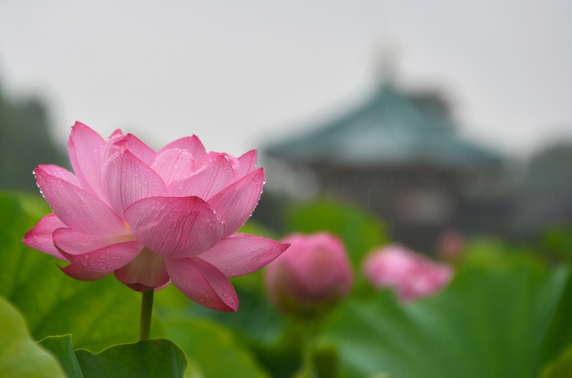 不忍池の写真