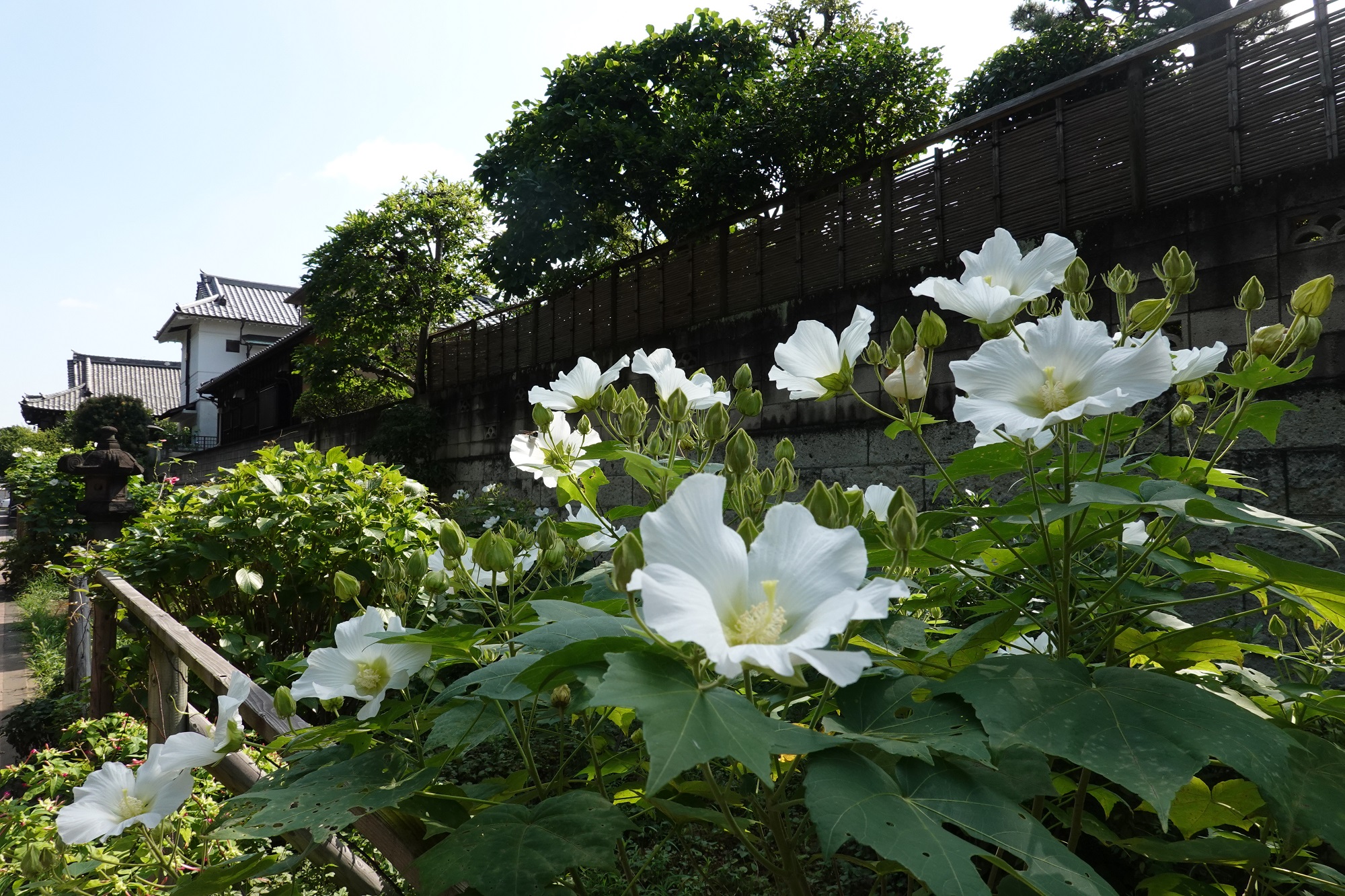 寛永寺付近の写真