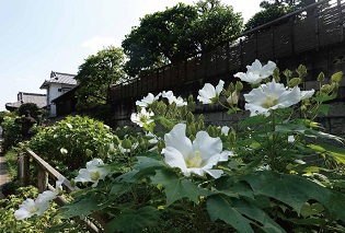 寛永寺付近の写真