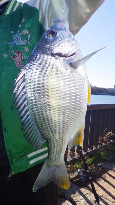 釣りあげたキビレの画像