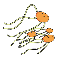 ニワトリのイラスト