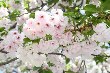 一葉桜の満開の写真