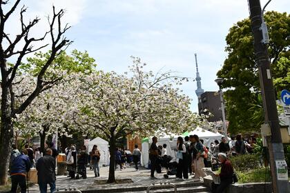 桜が満開の会場の様子