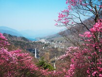 春の華厳の滝の写真