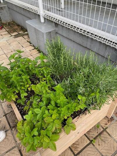屋上菜園の写真